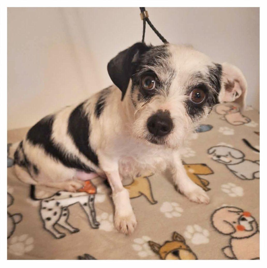 Enlarge Lucy, an adopted mixed breed in Melbourne, AR image 2/3