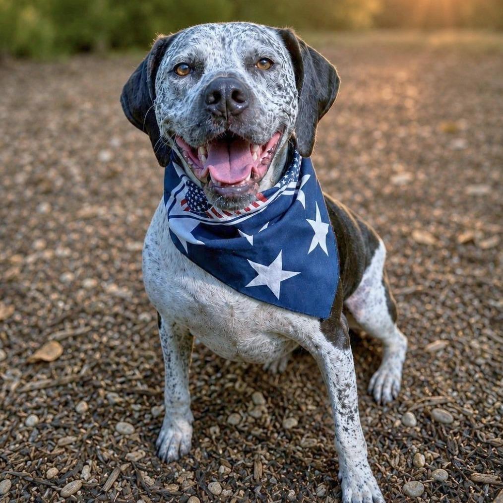 Dallas, ADOPTABLE, Adult Male Pointer.