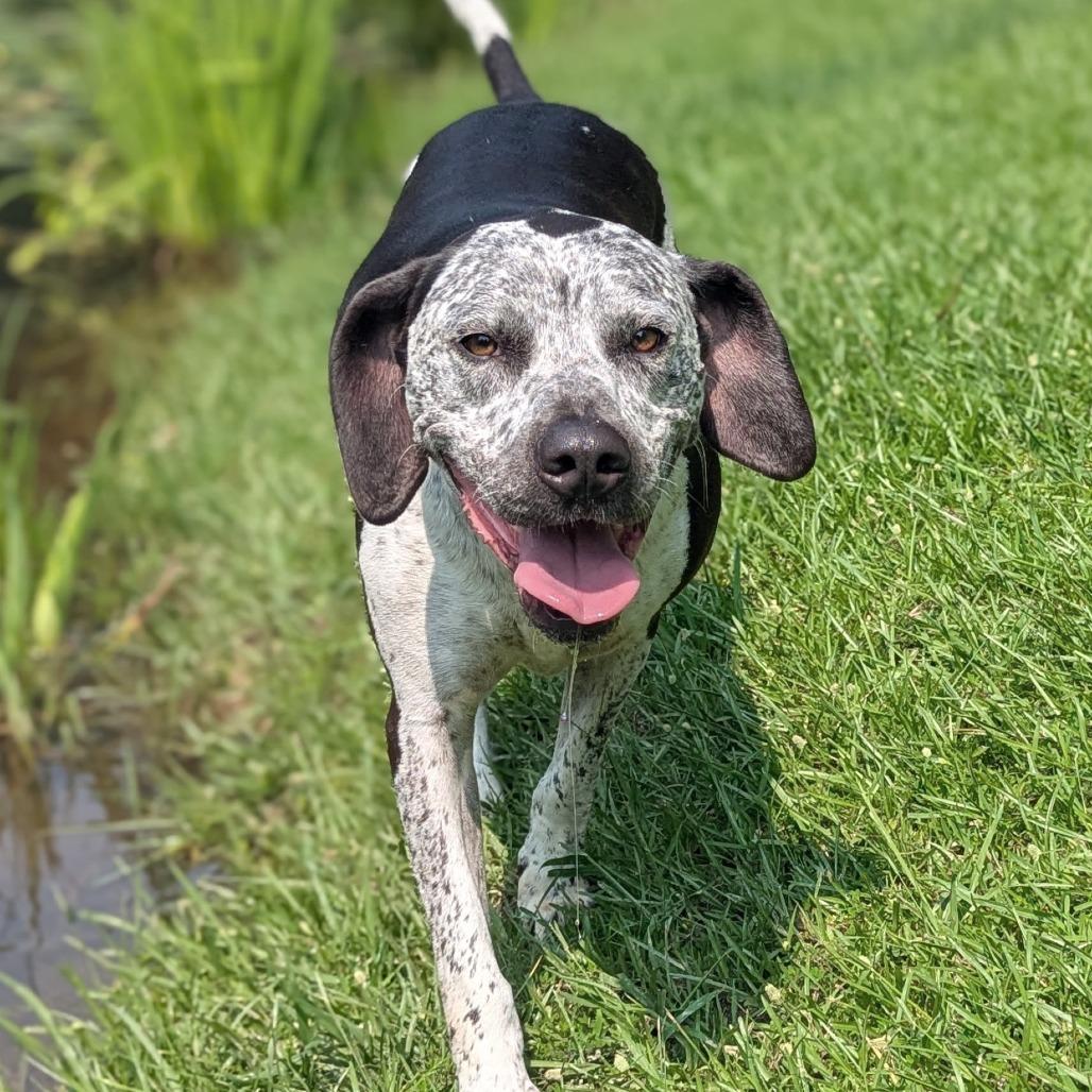 Dallas, a ADOPTABLE mixed breed in Helena, AL image 2/6