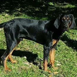 Pete, Adoptable, Adult Male Black and Tan Coonhound & Mixed Breed.