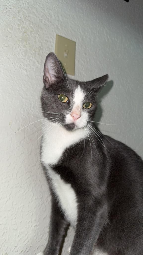 Enlarge Katy, a Adoptable Russian Blue in Claremore, OK image 1/2