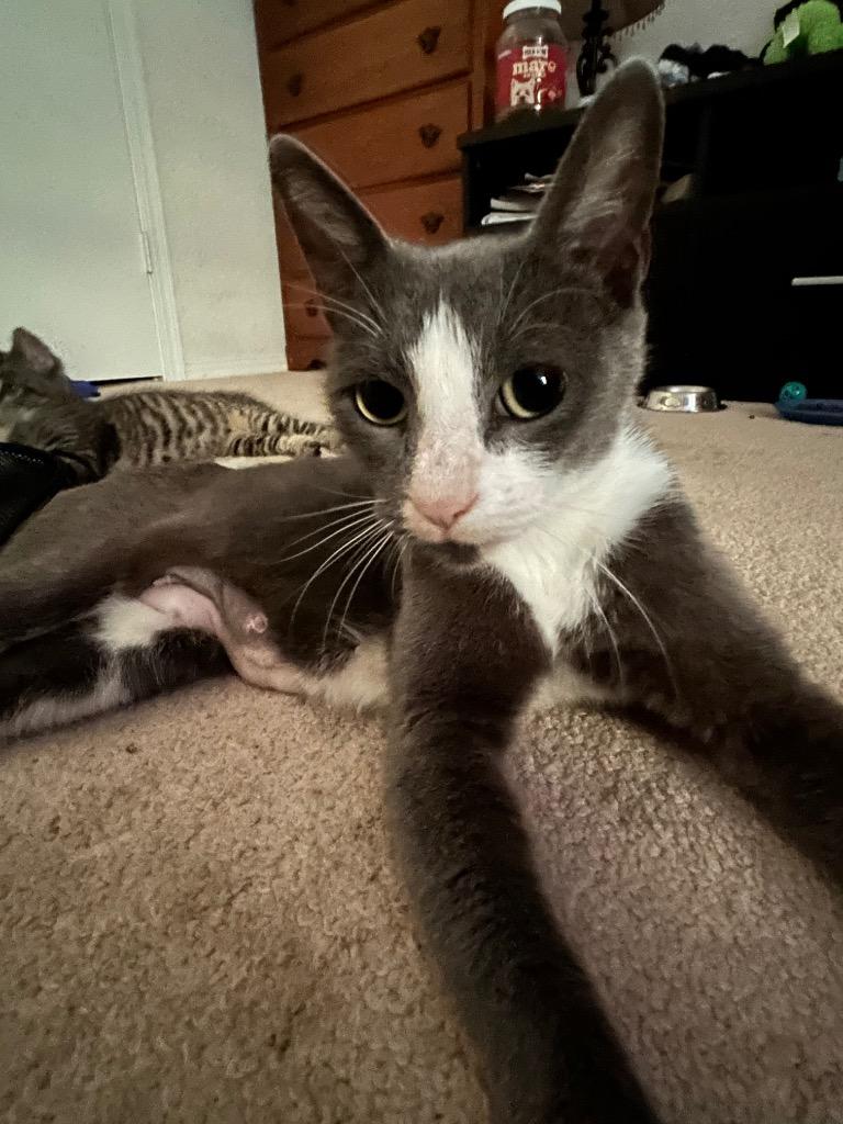 Katy, a Adoptable Russian Blue in Claremore, OK image 2/2