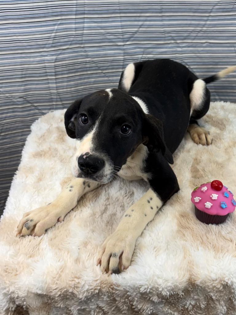 Tinkie Winkie, Adoptable, Puppy Female Labrador Retriever.