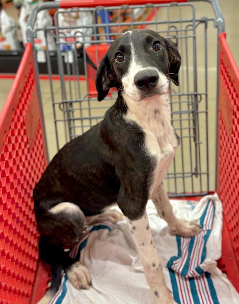 Tinkie Winkie, a Adoptable mixed breed in Nacogdoches, TX image 2/4