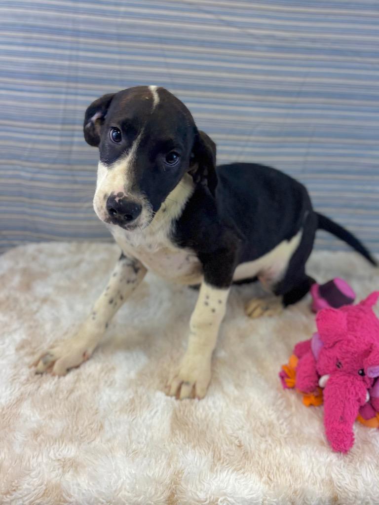 Tinkie Winkie, a Adoptable mixed breed in Nacogdoches, TX image 2/4
