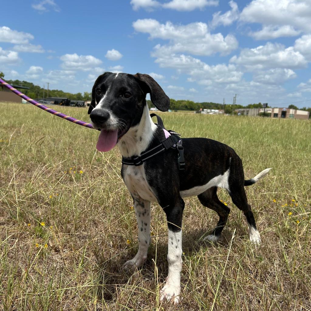 Tinkie Winkie, a Adoptable mixed breed in Nacogdoches, TX image 3/4