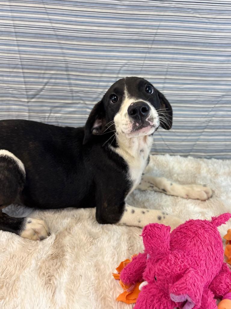 Tinkie Winkie, a Adoptable mixed breed in Nacogdoches, TX image 4/4