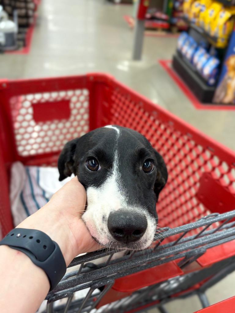 Tinkie Winkie, a Adoptable mixed breed in Nacogdoches, TX image 4/4