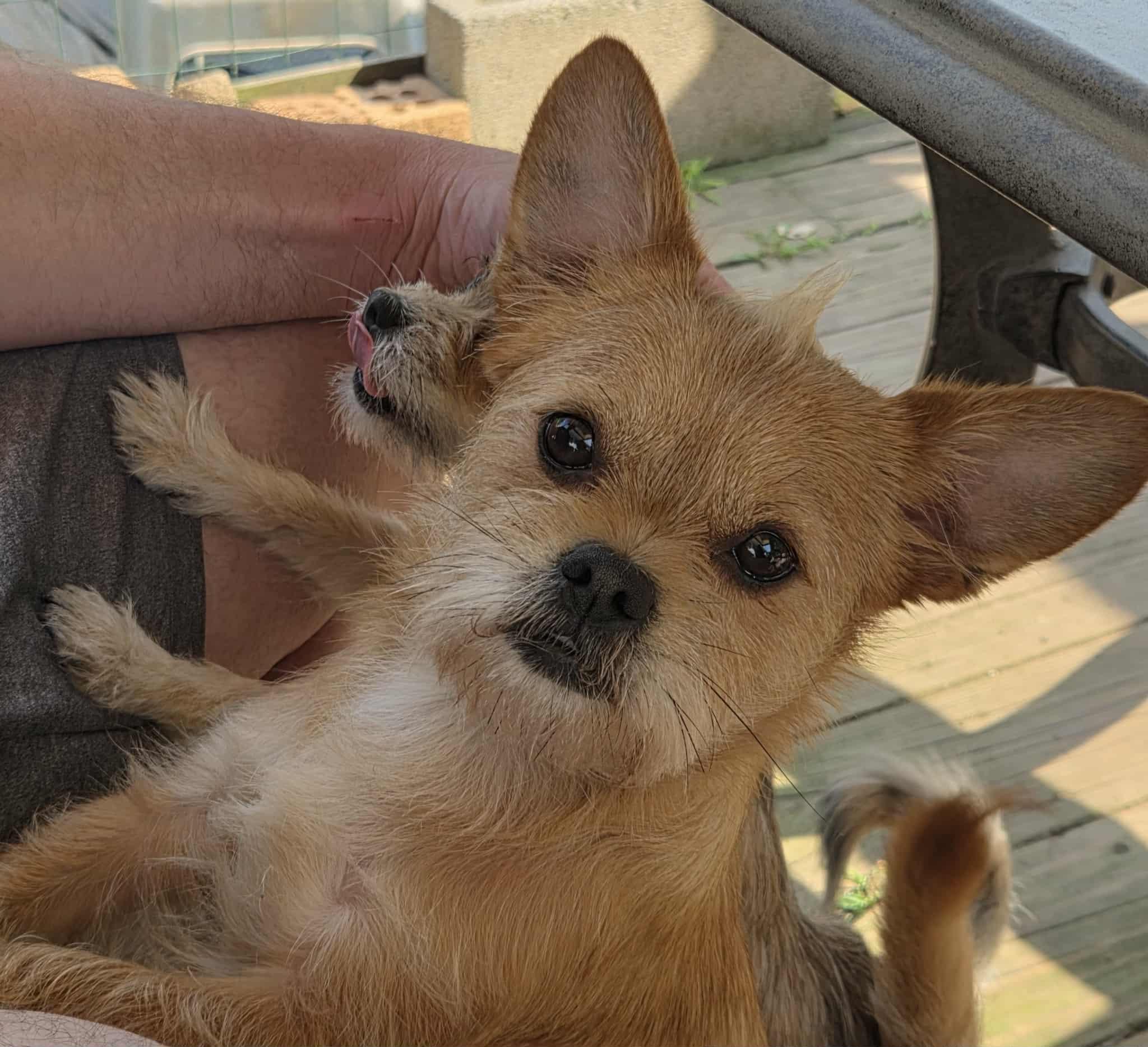 Butterscotch, an adoptable Affenpinscher, Chihuahua in Clay, NY, 13041 | Photo Image 4