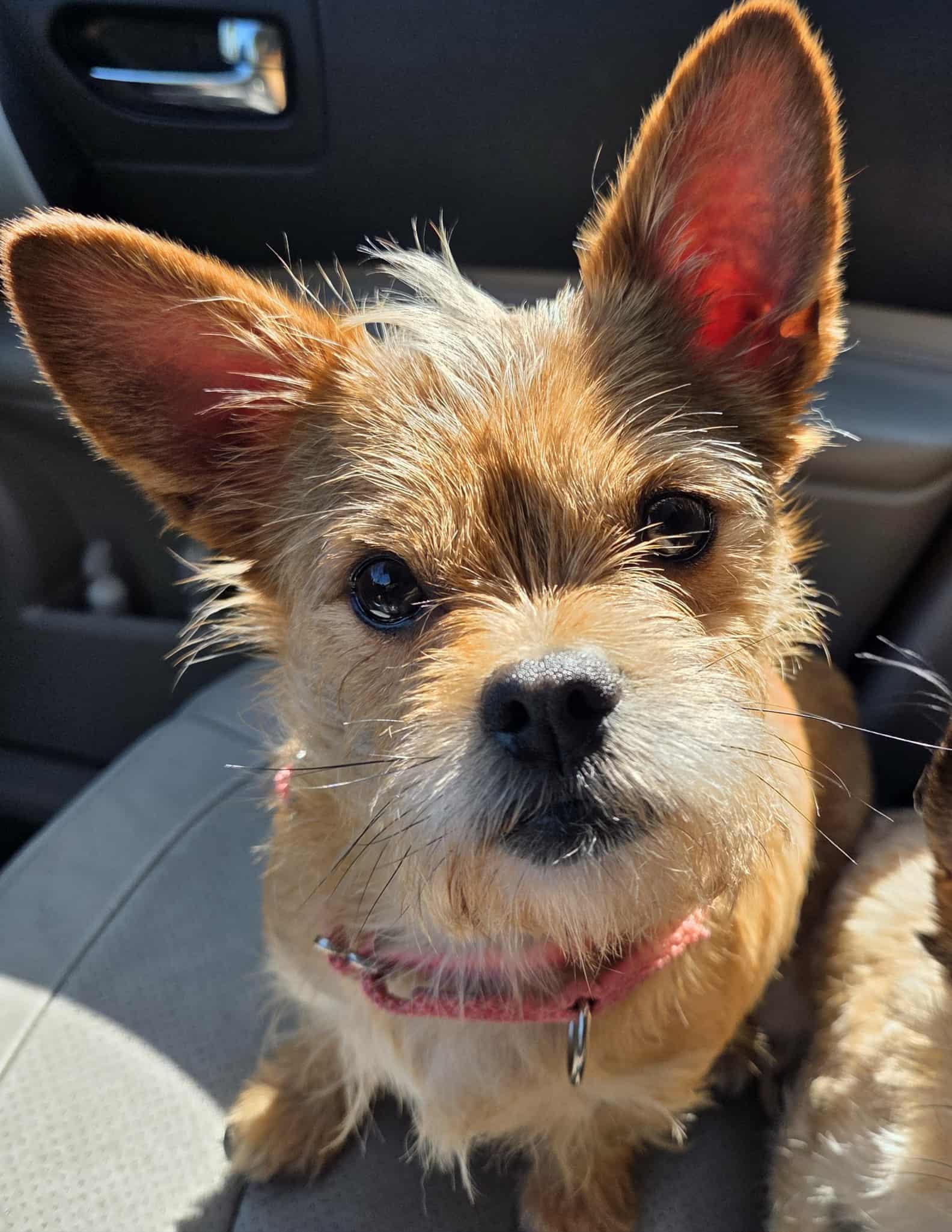 Butterscotch, an adoptable Affenpinscher, Chihuahua in Clay, NY, 13041 | Photo Image 2