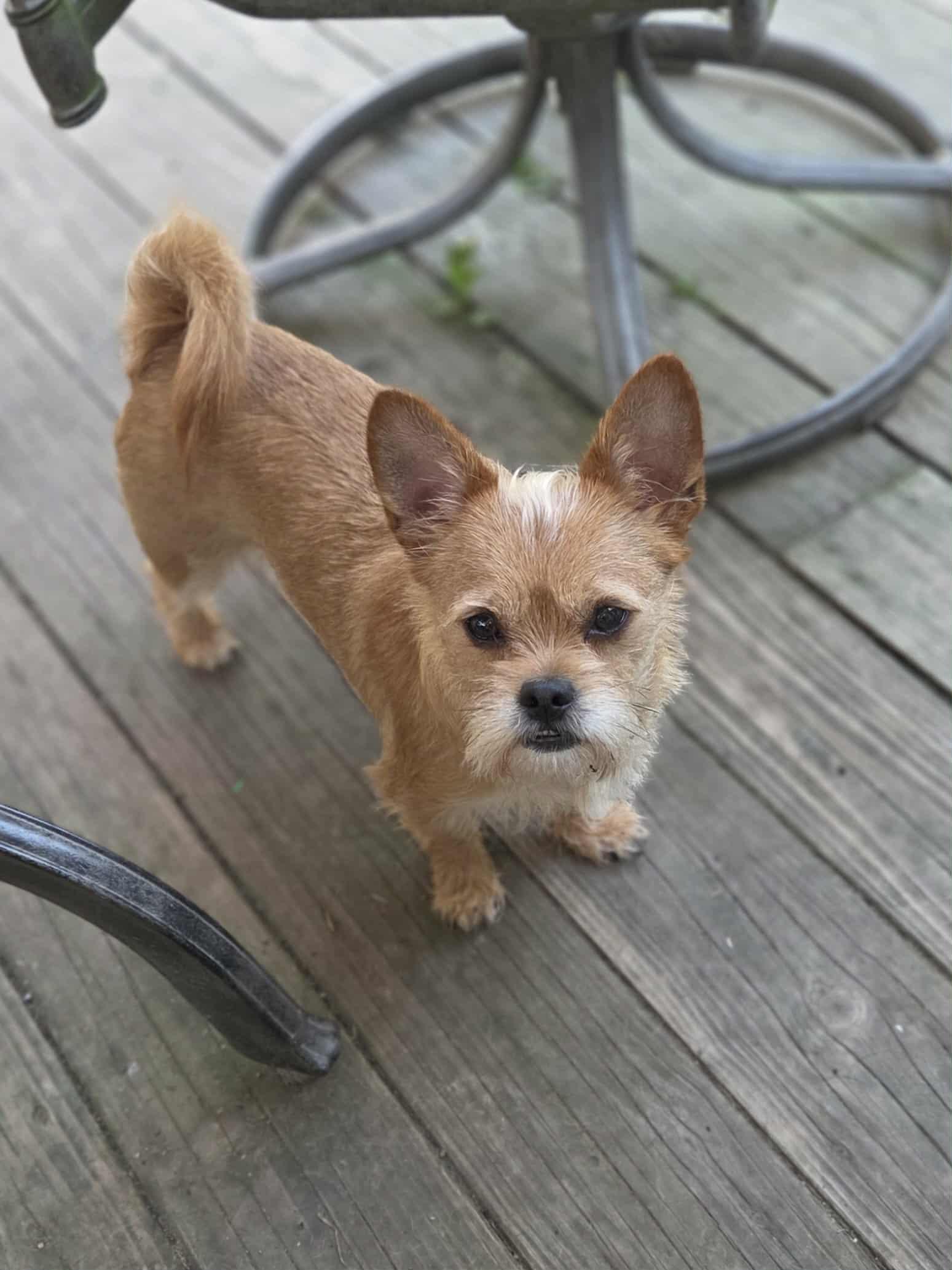 Butterscotch, an adoptable Affenpinscher, Chihuahua in Clay, NY, 13041 | Photo Image 5