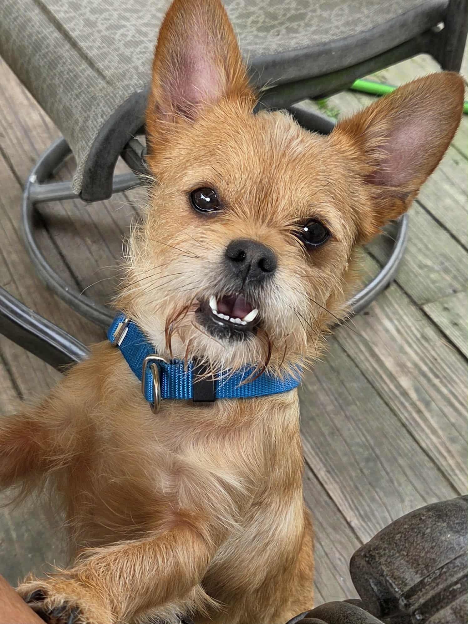 Butterscotch, an adoptable Affenpinscher, Chihuahua in Clay, NY, 13041 | Photo Image 3