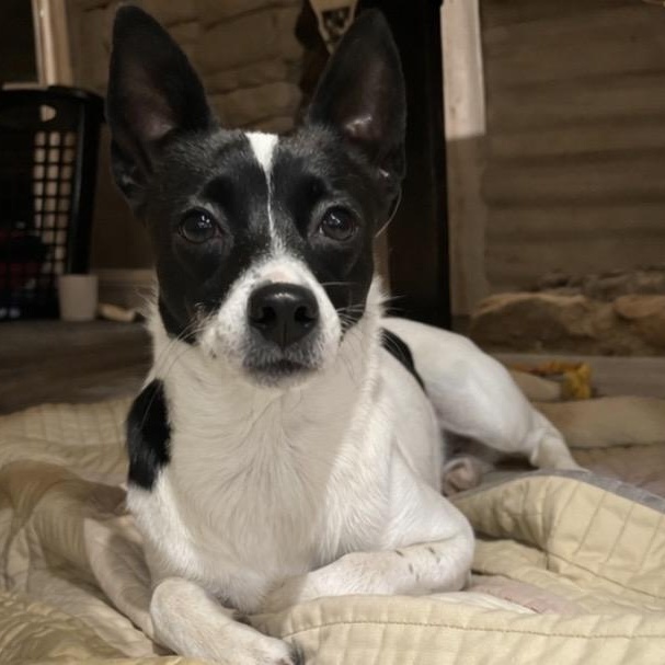 Enlarge Daisy , a ADOPTABLE mixed breed in Pelham, NH image 3/6