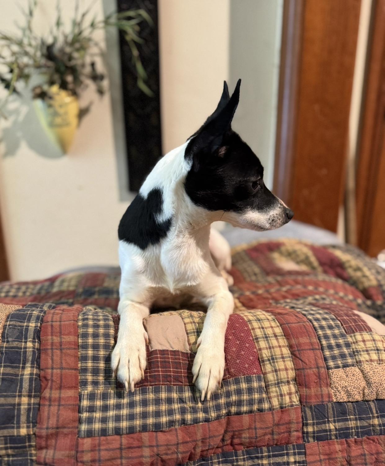 Enlarge Daisy , a ADOPTABLE mixed breed in Pelham, NH image 5/6