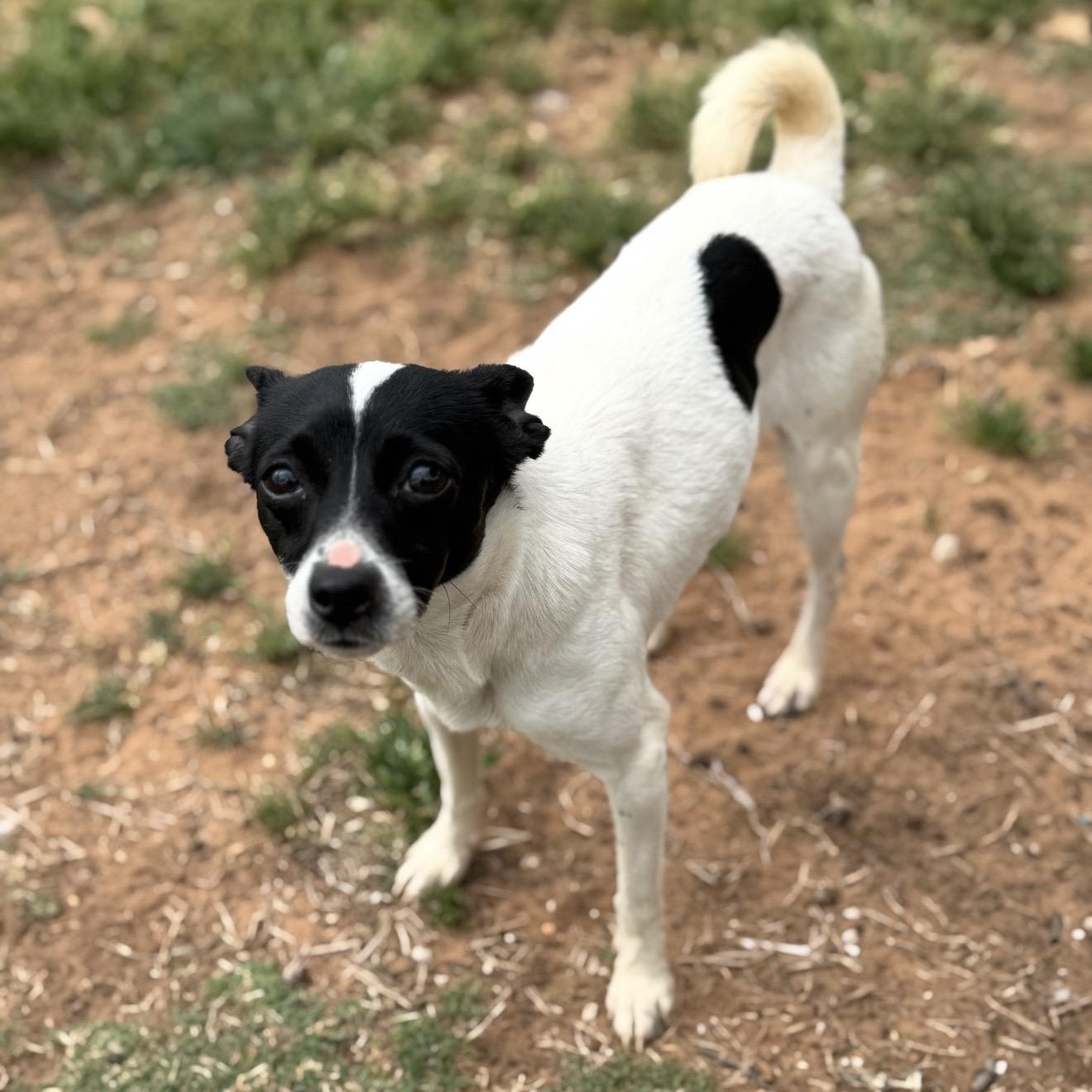 Daisy , ADOPTABLE, Adult Female Chihuahua & Mixed Breed.