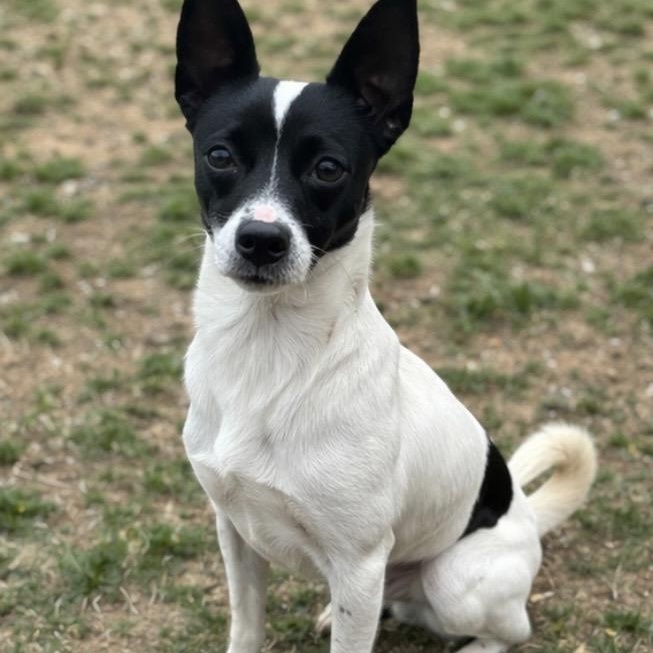 Enlarge Daisy , a ADOPTABLE mixed breed in Pelham, NH image 6/6