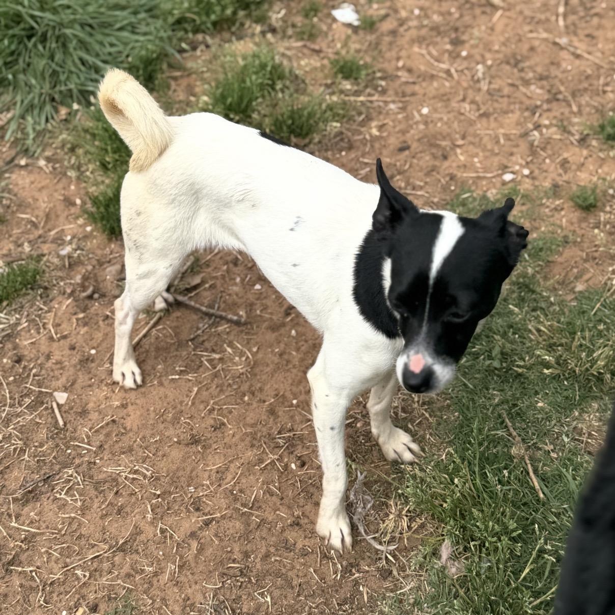 Enlarge Daisy , a ADOPTABLE mixed breed in Pelham, NH image 4/6
