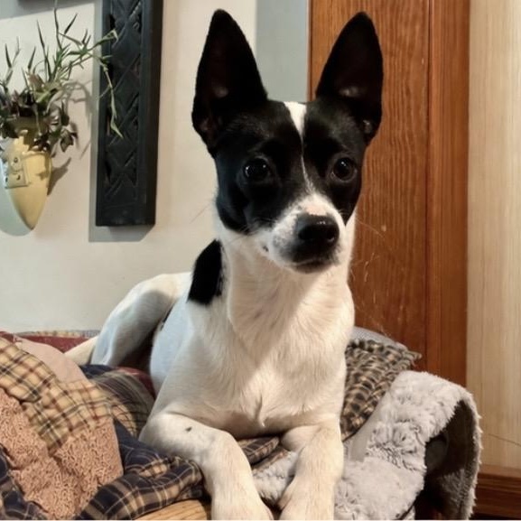 Enlarge Daisy , a ADOPTABLE mixed breed in Pelham, NH image 2/6