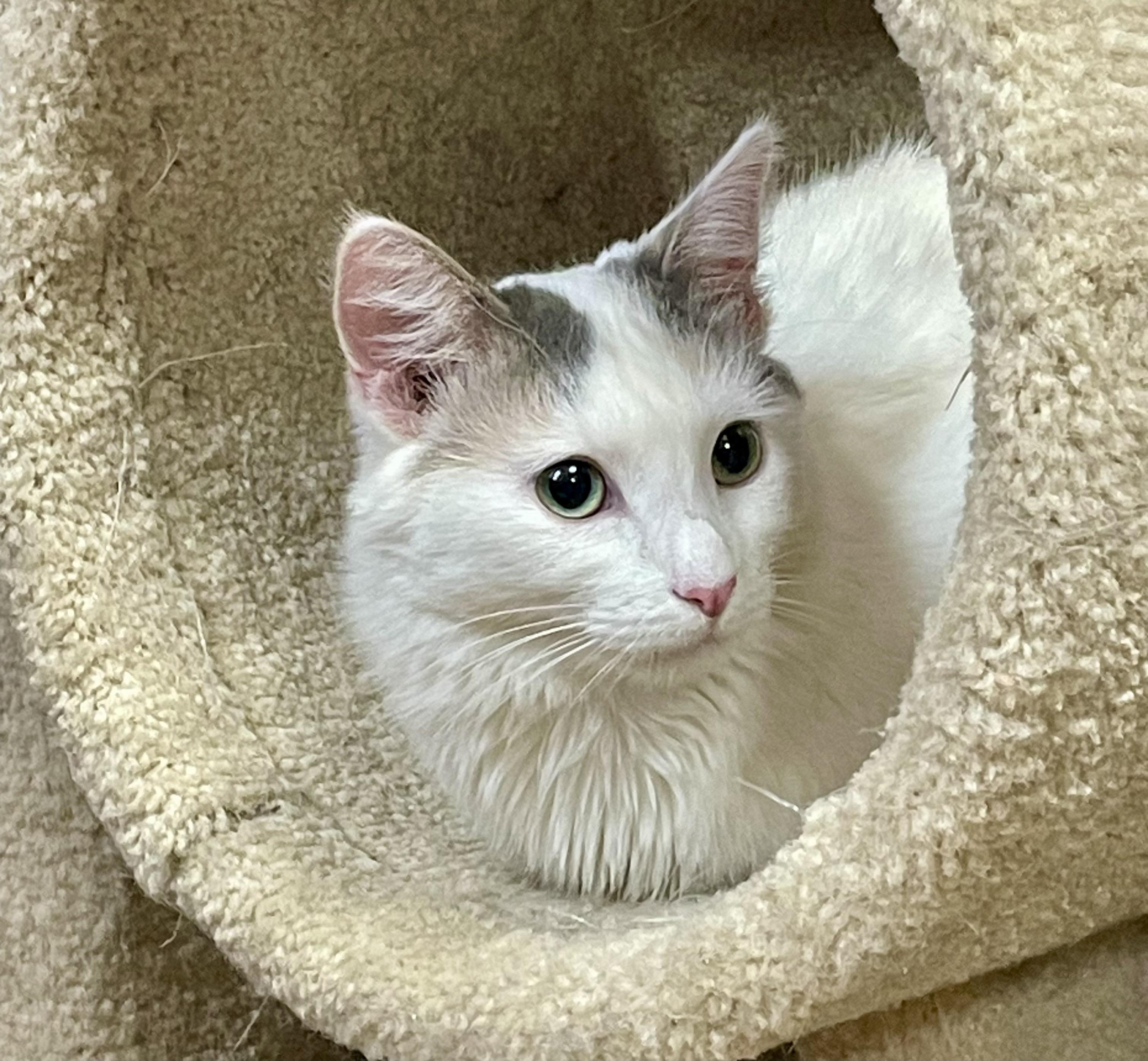 Womblo, ADOPTABLE, Adult Female Domestic Medium Hair.