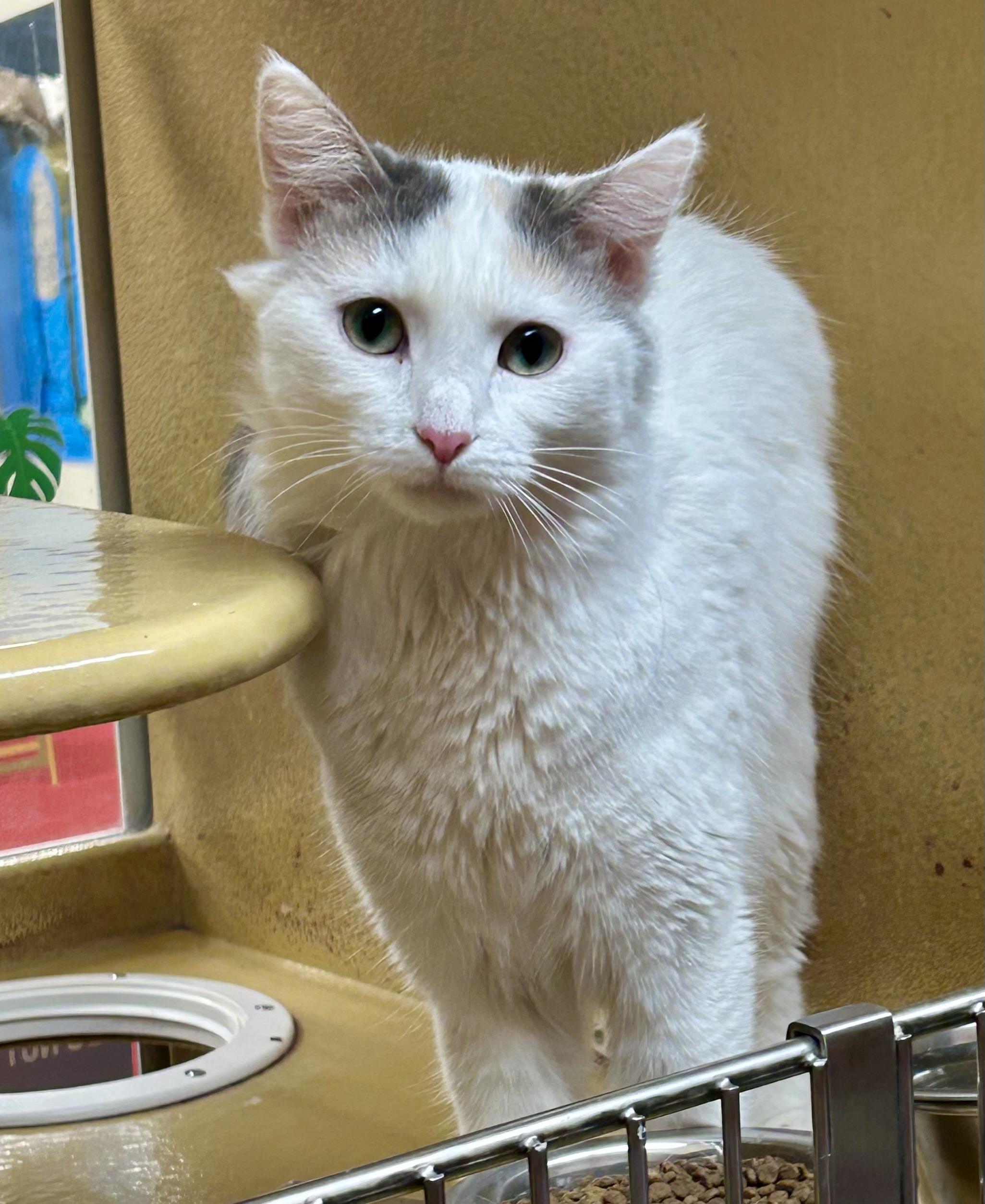 Enlarge Womblo, a ADOPTABLE Domestic Medium Hair in Vernon Hills, IL image 2/2