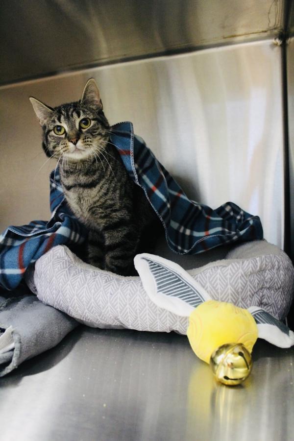 Hermione, Adoptable, Young Female Domestic Short Hair.