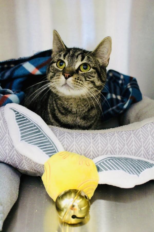 Enlarge Hermione, a Adoptable mixed breed in Indiana, PA image 2/3