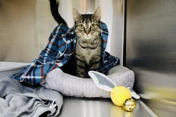 Enlarge Hermione, a Adoptable mixed breed in Indiana, PA image 3/3