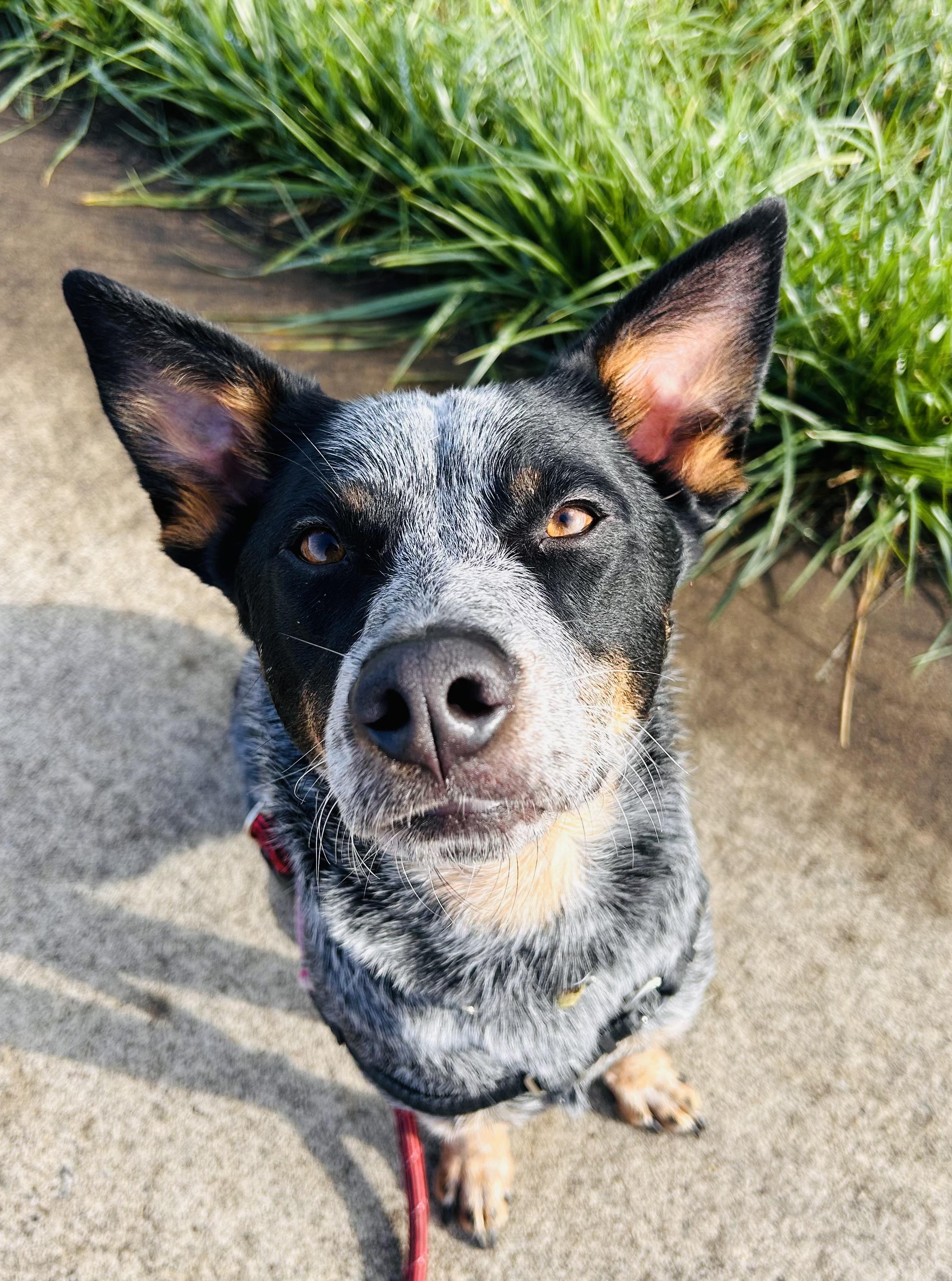 Indie, a Adoptable Australian Cattle Dog / Blue Heeler in Salem, OR image 3/5