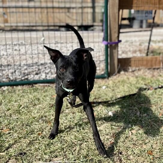 Jax Toy Loving Gentleman — thumbnail 5