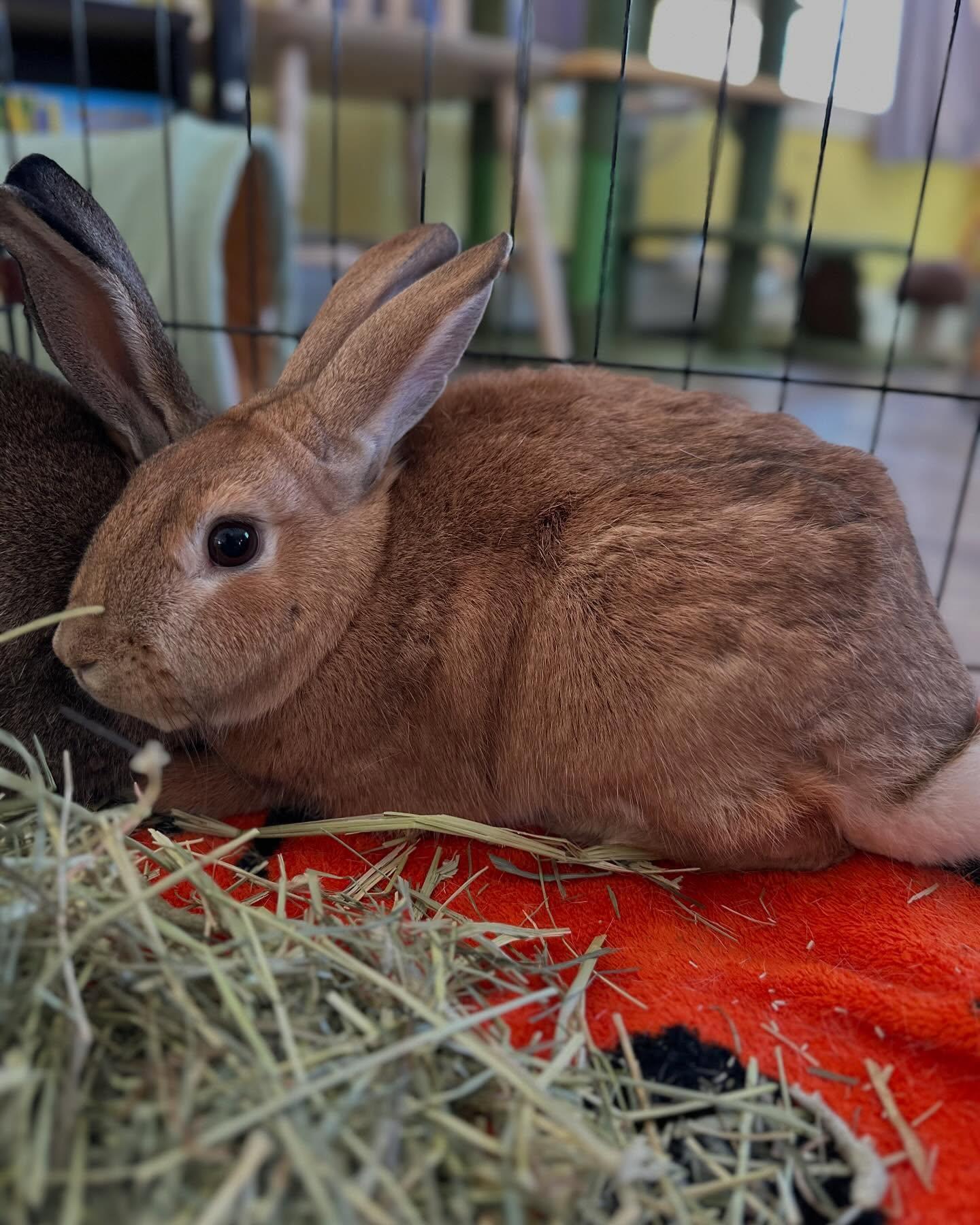 Enlarge Felix *bonded to Florence*, a Adoptable mixed breed in Portland, ME image 2/6