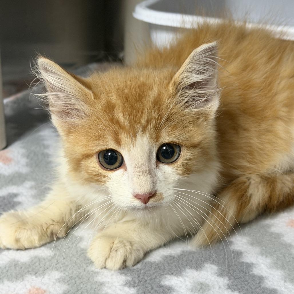 Enlarge Smaug, a Adoptable Domestic Long Hair in Marion, VA image 1/1