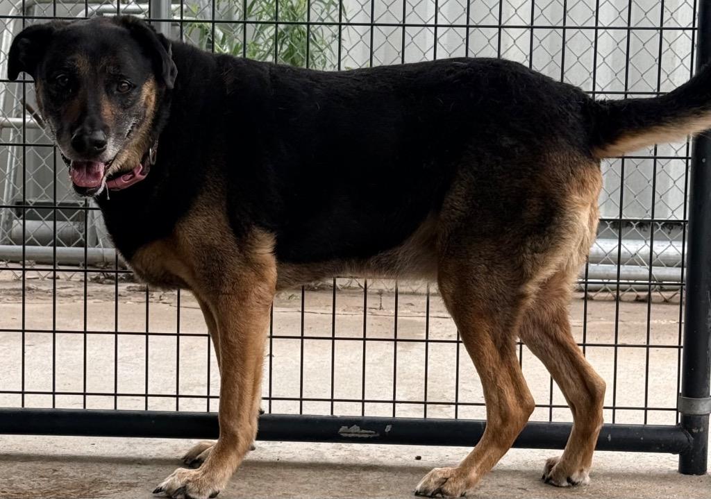 Bug, Adoptable, Senior Female German Shepherd Dog & Mixed Breed.