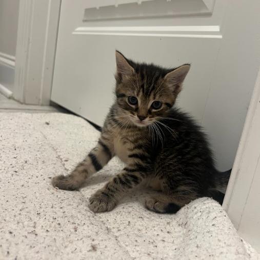 Naveen, Adoptable, Kitten Male Domestic Short Hair.