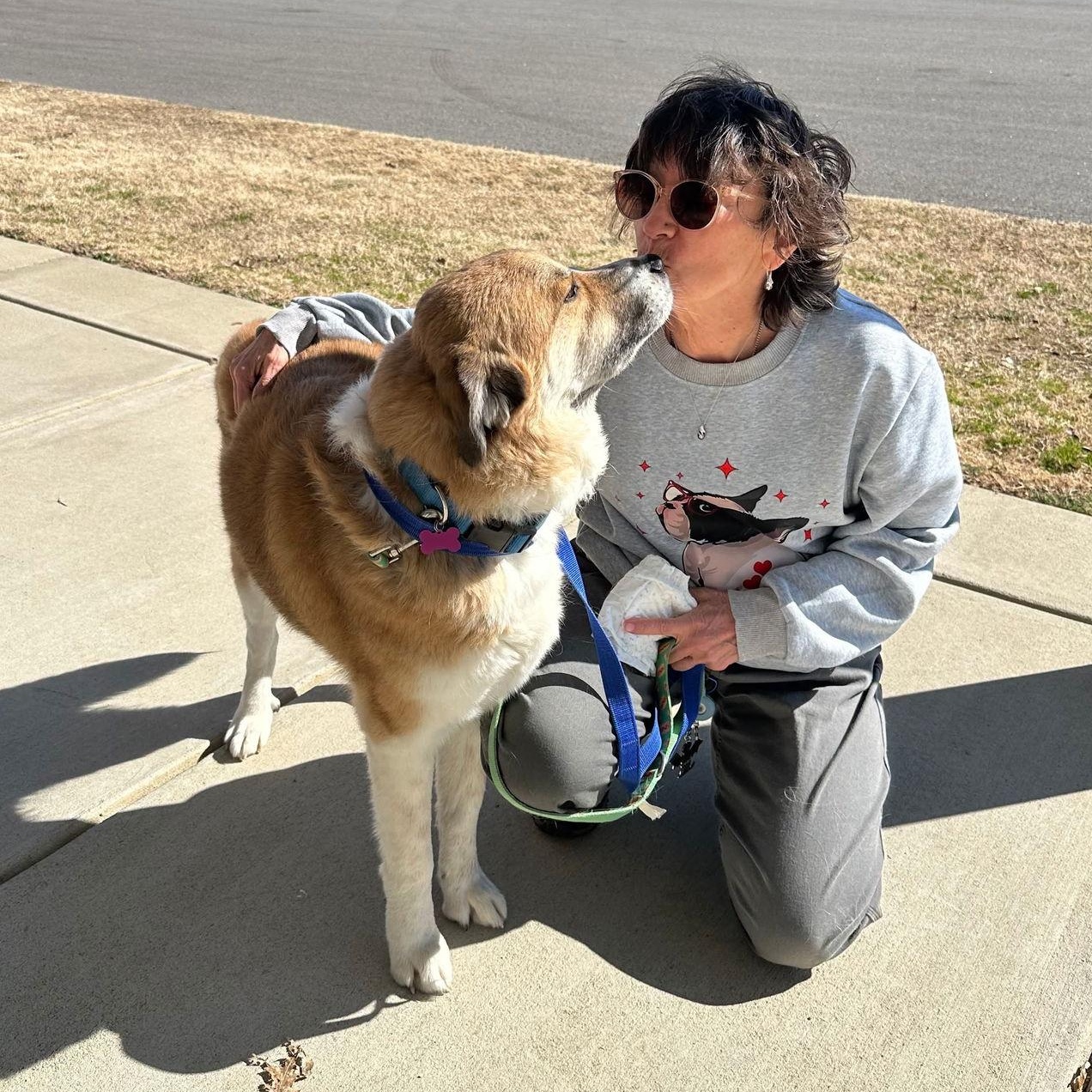 Rebel, Adoptable, Adult Male Husky.