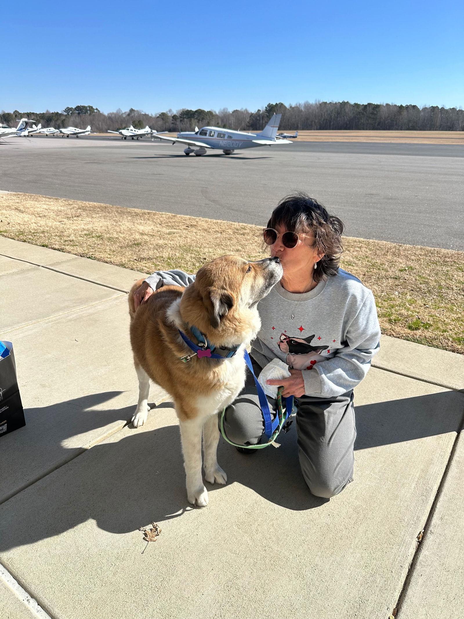 Enlarge Rebel, a Adoptable Husky in Charlotte, NC image 1/3
