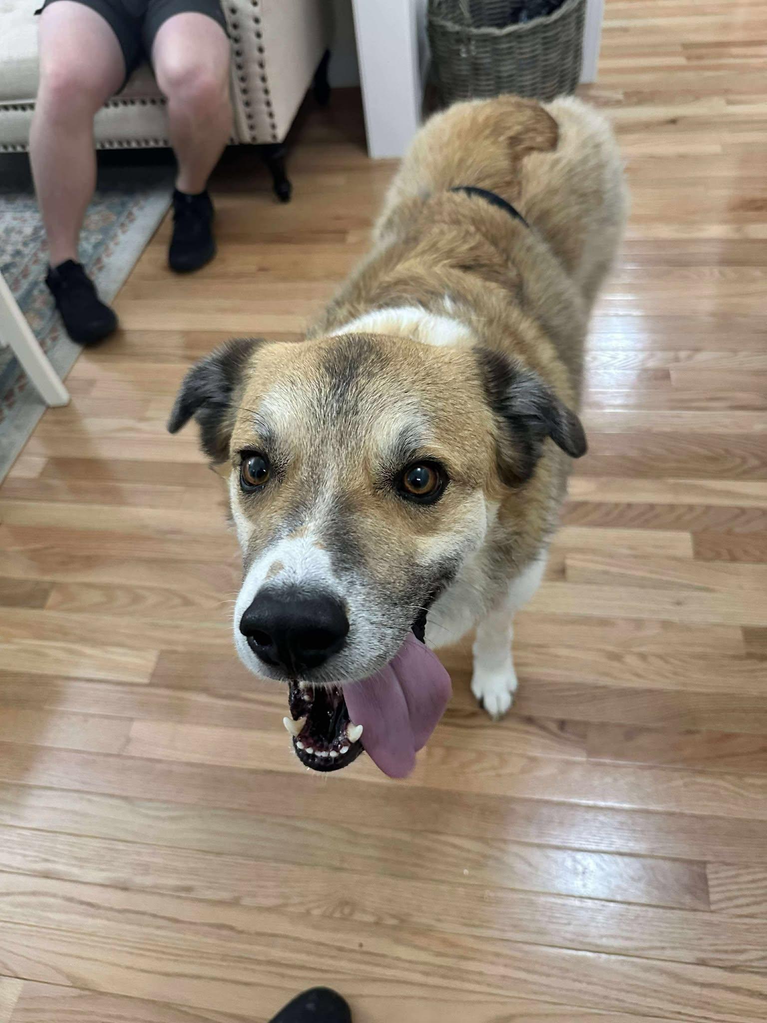 Rebel, Adoptable, Adult Male Husky.