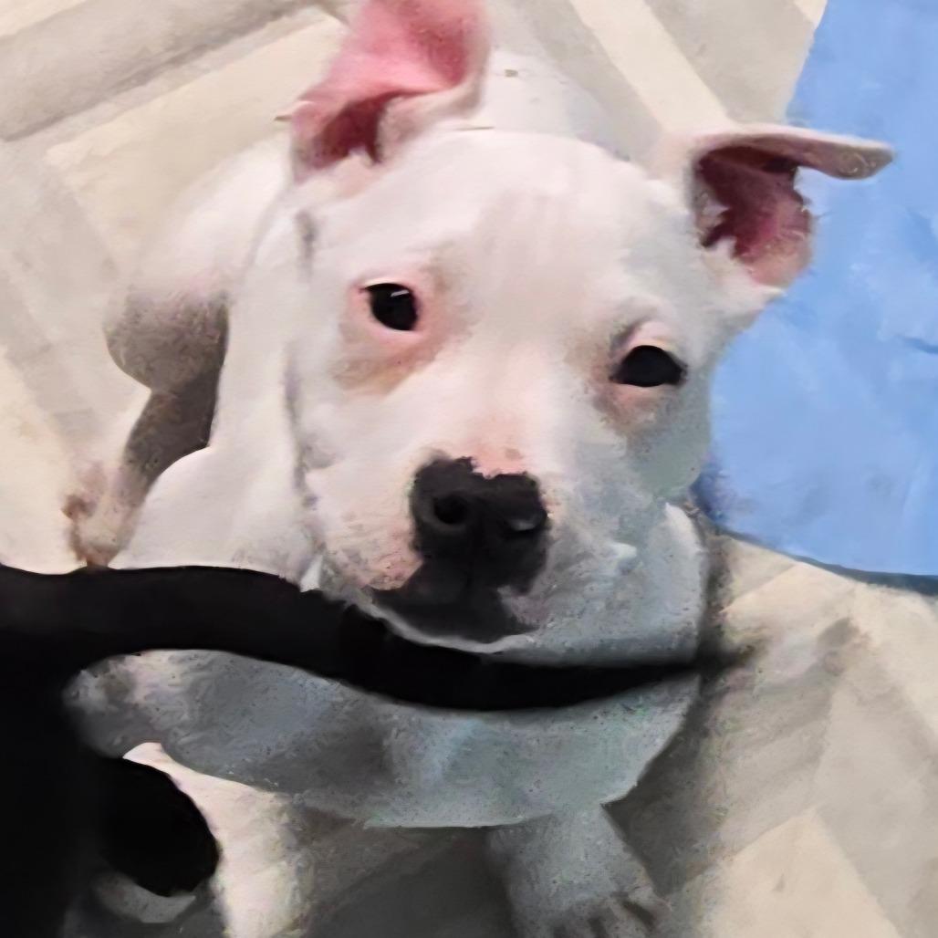 Pongo, Adoptable, Puppy Female American Staffordshire Terrier & Boxer.