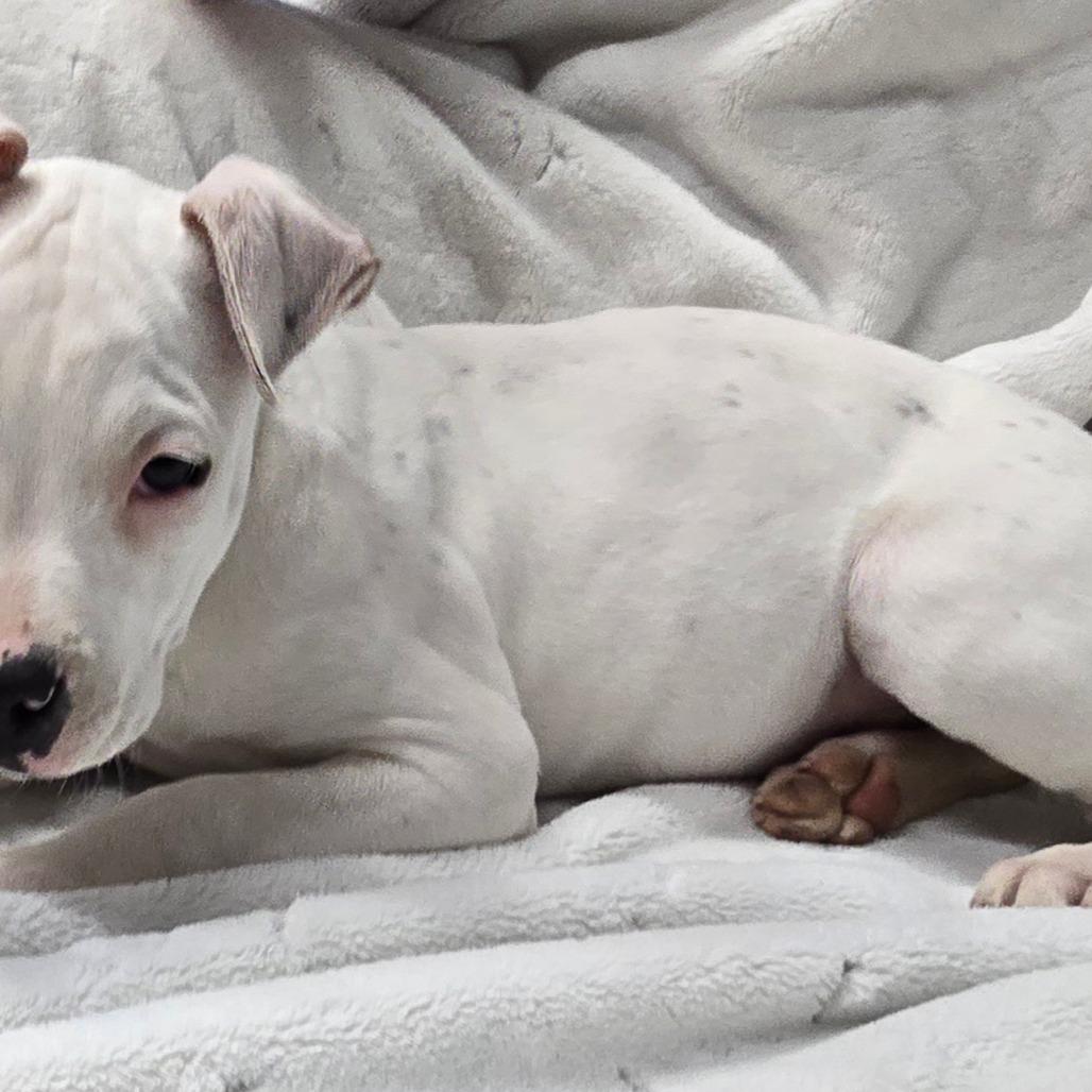 Enlarge Pongo, a Adoptable mixed breed in West Richland, WA image 2/2