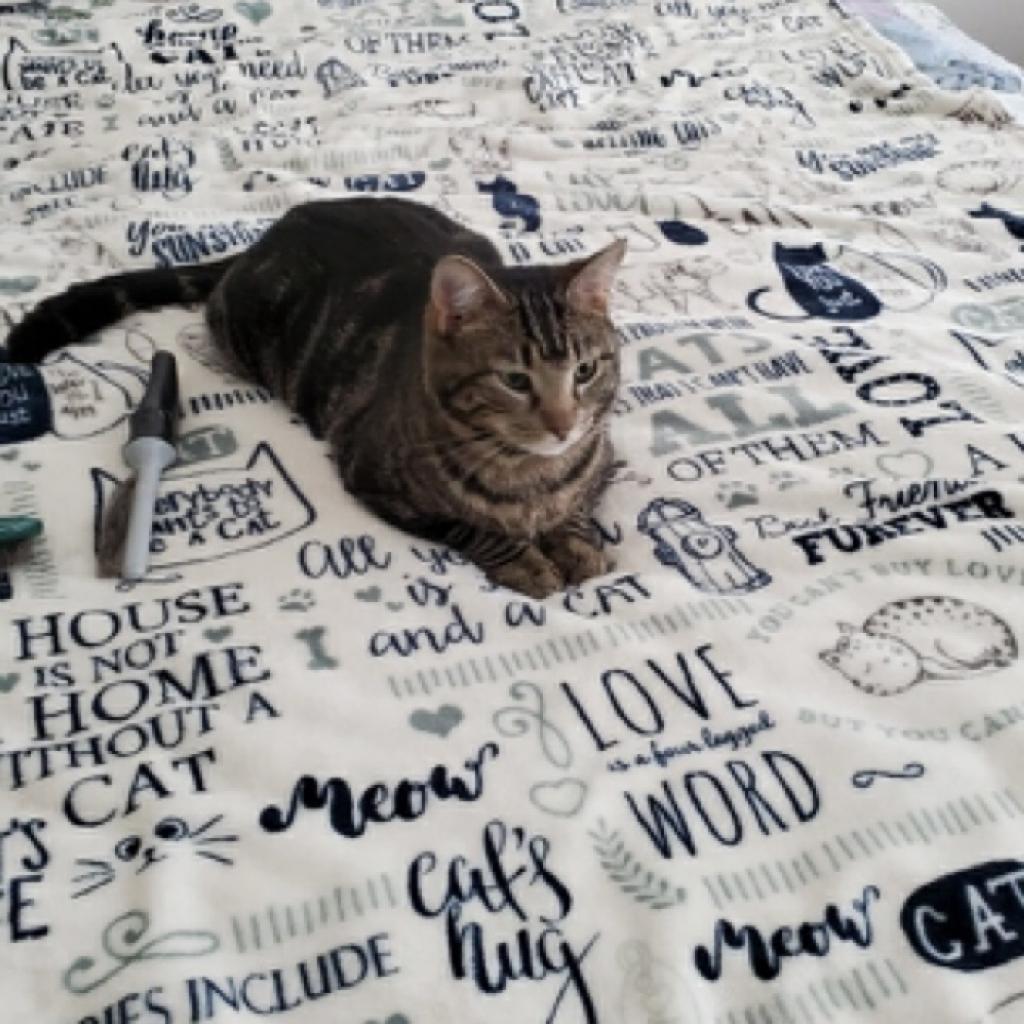 Bowen 2 — thumbnail 2