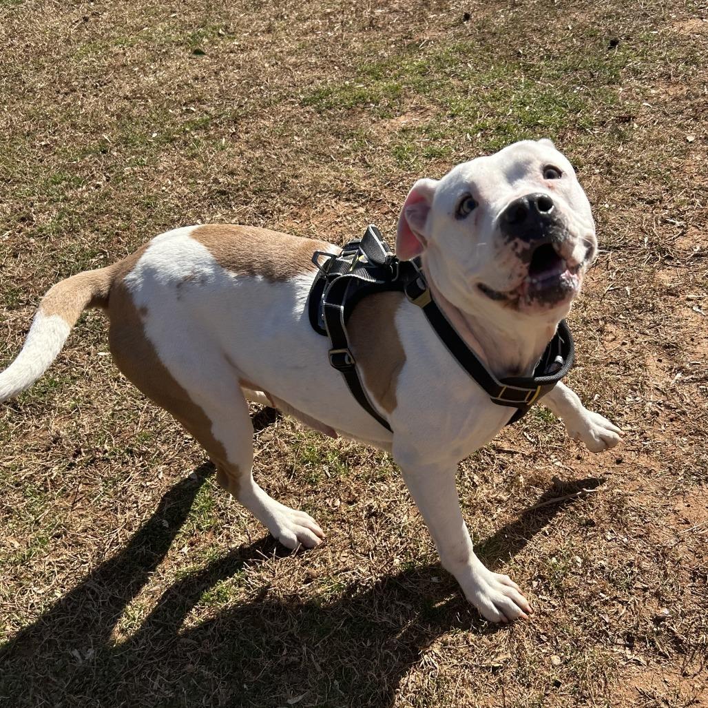 Enlarge Fleetwood, a Adoptable Mixed Breed in Auburn, AL image 1/6