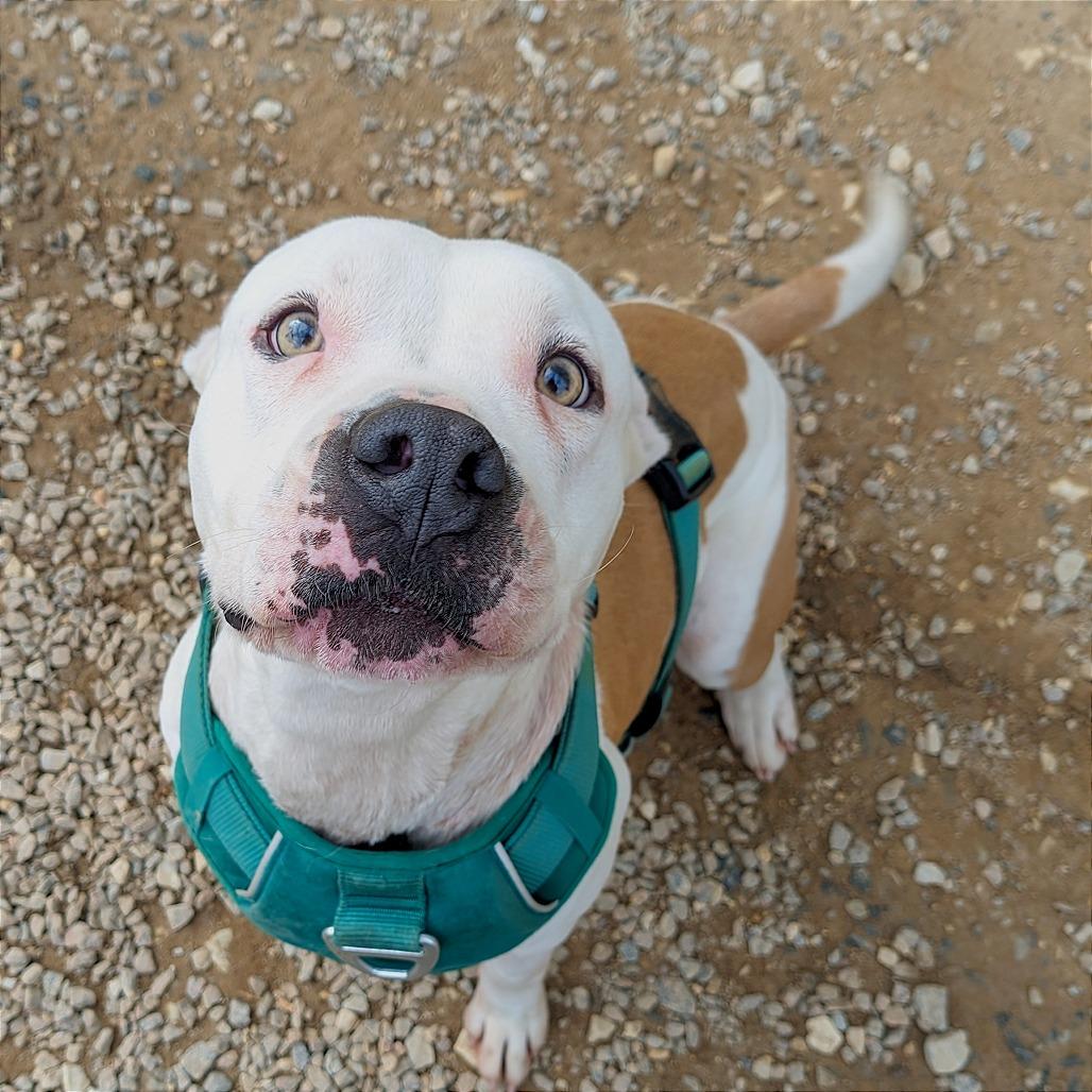 Enlarge Fleetwood, a Adoptable Mixed Breed in Auburn, AL image 2/6