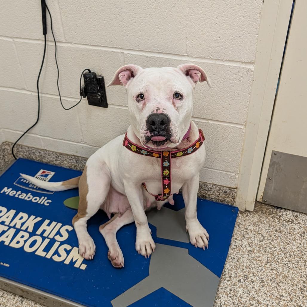 Enlarge Fleetwood, a Adoptable Mixed Breed in Auburn, AL image 2/6