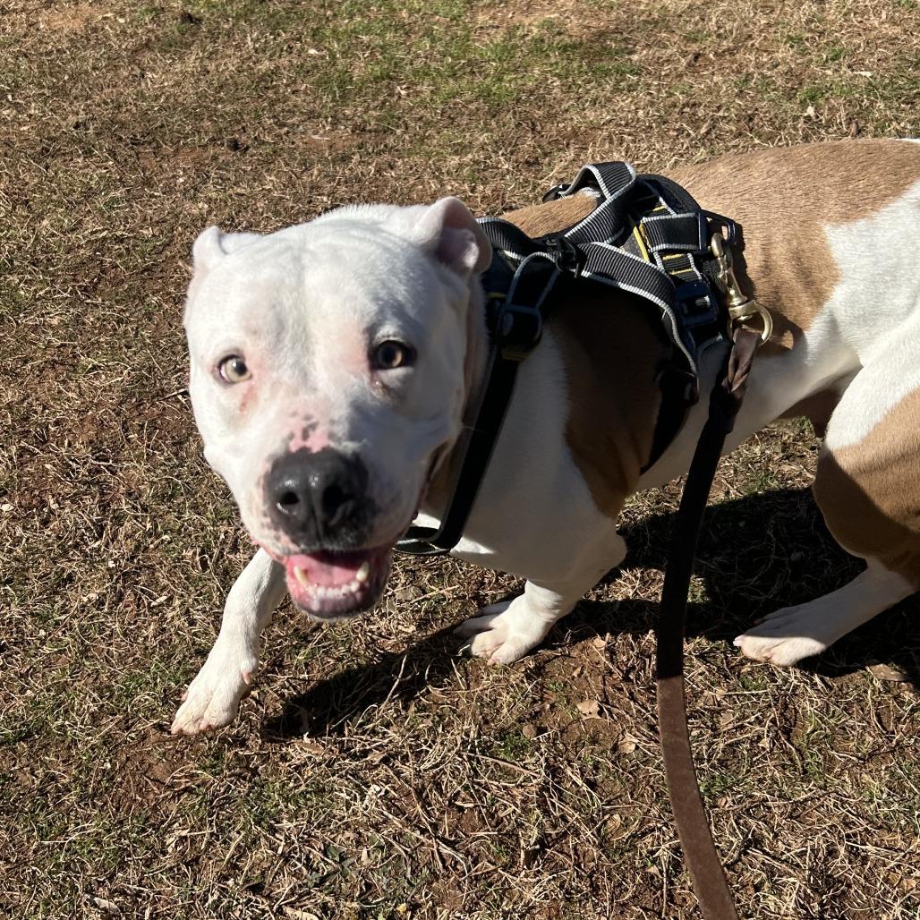 Enlarge Fleetwood, a Adoptable Mixed Breed in Auburn, AL image 3/6