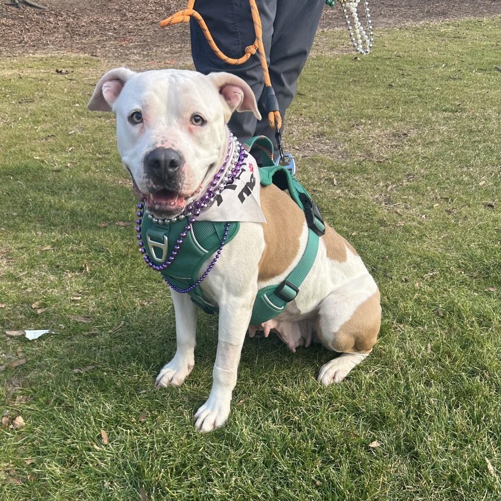 Enlarge Fleetwood, a Adoptable Mixed Breed in Auburn, AL image 4/6