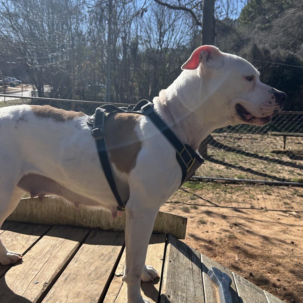 Enlarge Fleetwood, a Adoptable Mixed Breed in Auburn, AL image 4/6