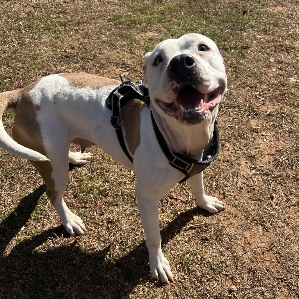 Enlarge Fleetwood, a Adoptable Mixed Breed in Auburn, AL image 5/6