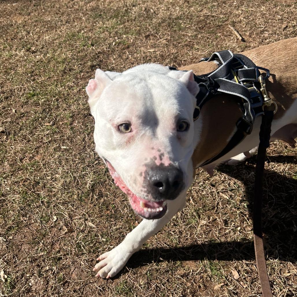 Enlarge Fleetwood, a Adoptable Mixed Breed in Auburn, AL image 6/6