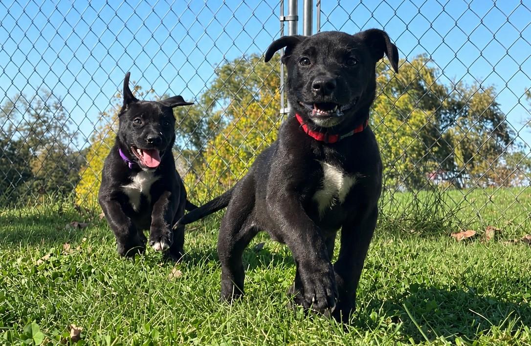 Enlarge Coraline, a Adoptable mixed breed in Grayslake, IL image 3/5