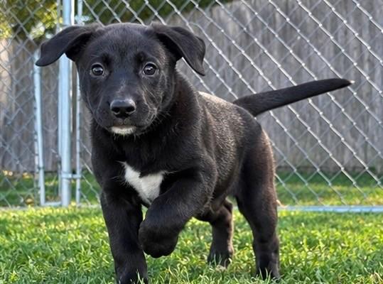Enlarge Coraline, a Adoptable mixed breed in Grayslake, IL image 2/5