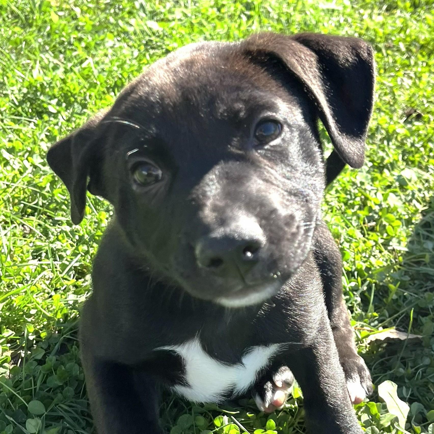 Enlarge Coraline, a Adoptable mixed breed in Grayslake, IL image 1/5